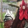 chicken singer