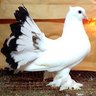 pigeonman95
