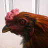 rocky rooster