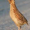 iran quail