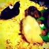 My3ChicksMBD