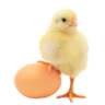 chick56