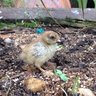 quailbabies