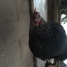 PoultryPerson12