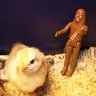 Chickbacca