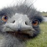 emu loverer