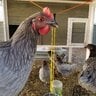 Georgia Chickens