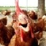 PoultryPromulgator