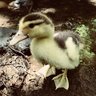 Duck Lover88