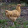 Chicken Little Farmer