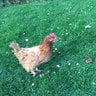 Chickens_and_Cats