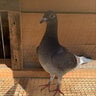 Pigeon28