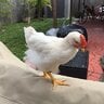 Chicken Unboxing
