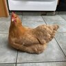 Chicken Farmer 222