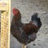 RoosterPecked