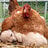 Chickens-246