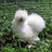 Silkie Mad