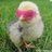 chick456