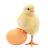chick56