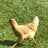 Chickencarer515