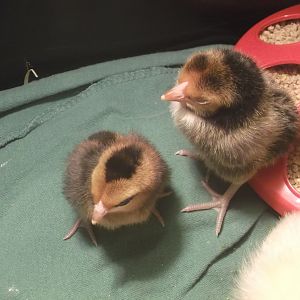 Baby Chicks 2-2-12