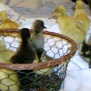 Ducks born in 2011