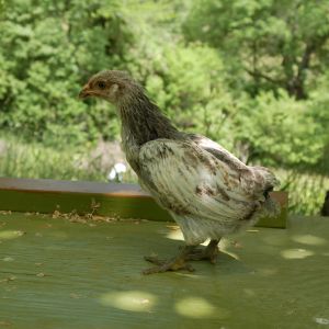 Chicks Spring 2012