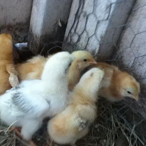 New Chicks!!!!!