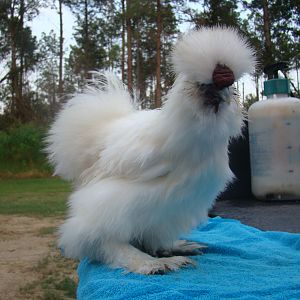 white silkies for sale