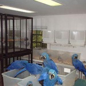 OUR WORLD AT FEATHERED HEAVEN ANIMAL RESCUE & ANIMAL BREEDING PROGRAM