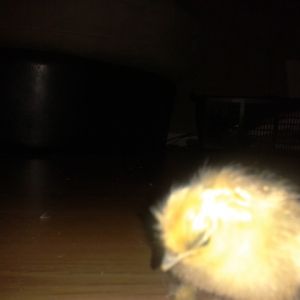 My first hatched chicks