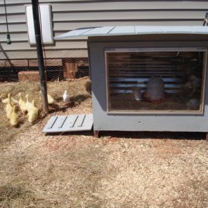 Chicken / Duck Coop, Duck Island, Brood box
