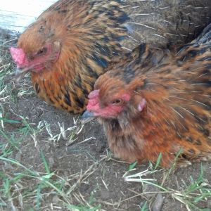 Old Lady Chickens