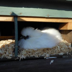 Silkies from MPC