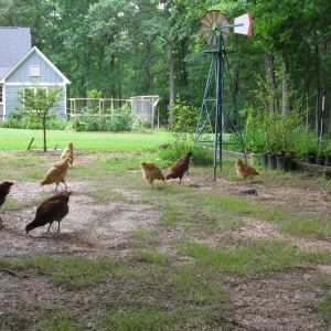 Coophead's Backyard Chicken Project
