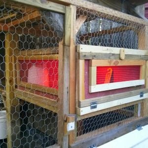 chick brooder built in