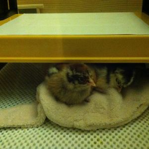 First Chicks, Day 1