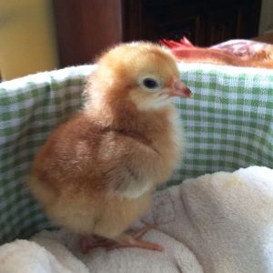 First chicks, day 2