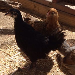 new chickens