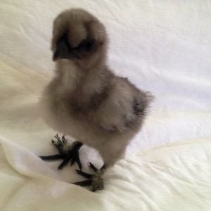 Our New Blue Silkie