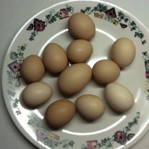 Eggs Galore!!!