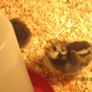 My Chicks