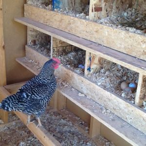 The Brooder and the coop