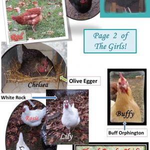 UPDATED : My coop for "A French Hen" - The Run