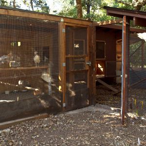 The new chicken coops and runs