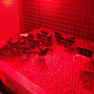 New Brooder in use
