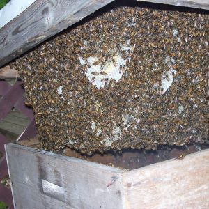 2012 Bee Hives
