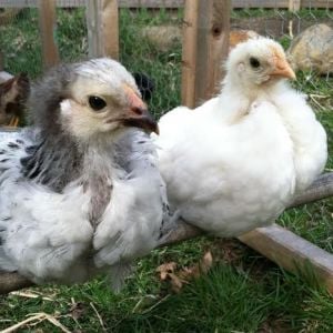 New Chicks, 5 weeks