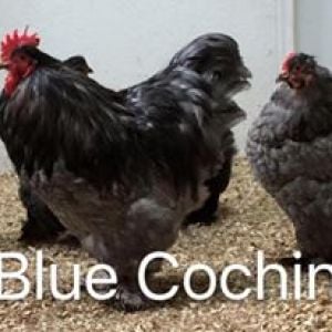 Standard Blue Cochin