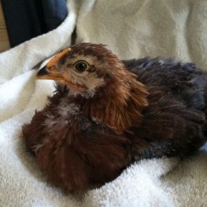 New Chicks, 6 weeks